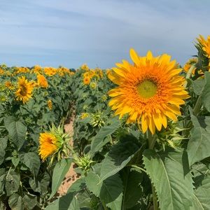 Meet your Posher, Courtney